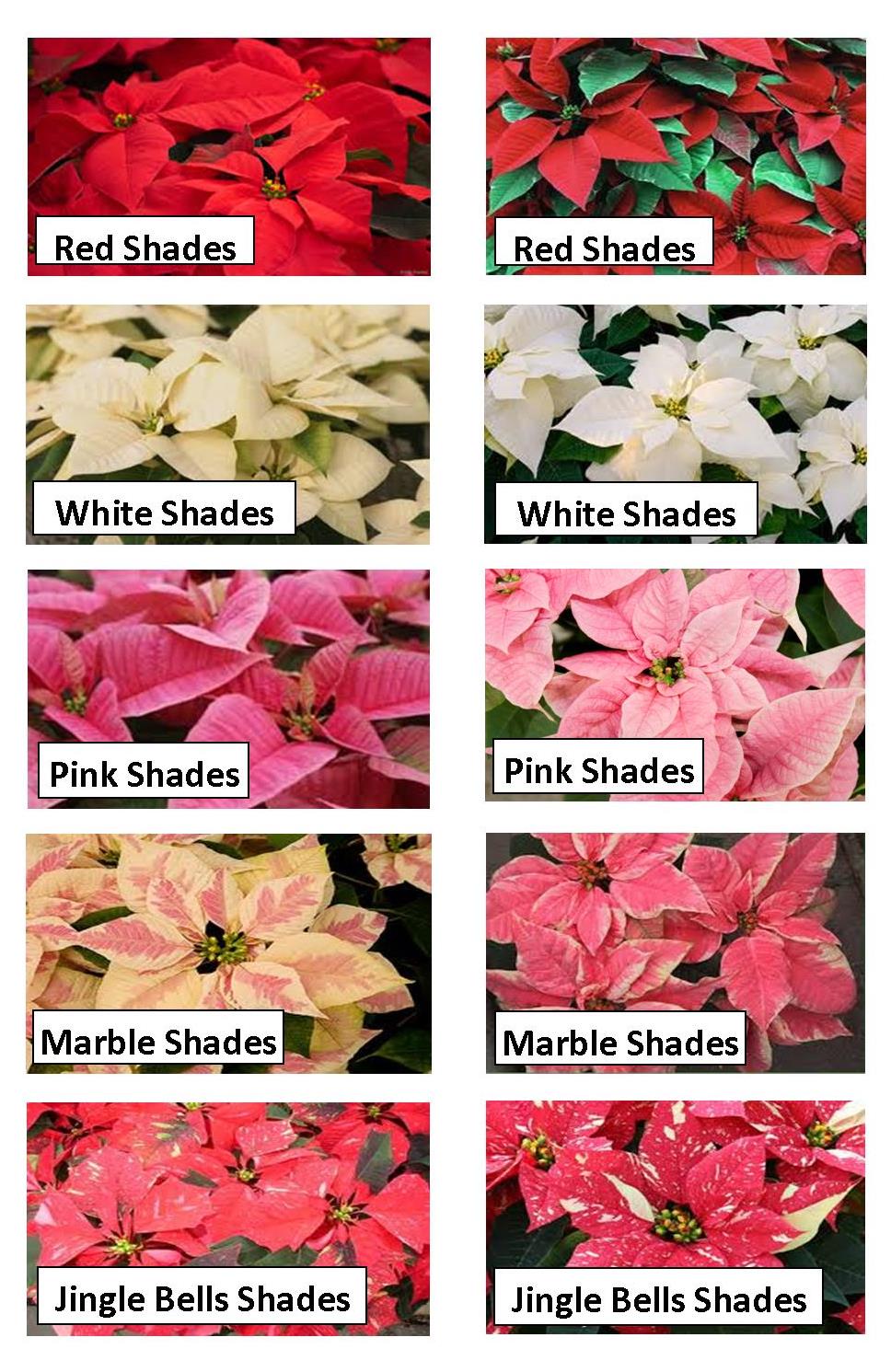 top 10 year round care tips for christmas poinsettias top 10 year round care tips for christmas poinsettias